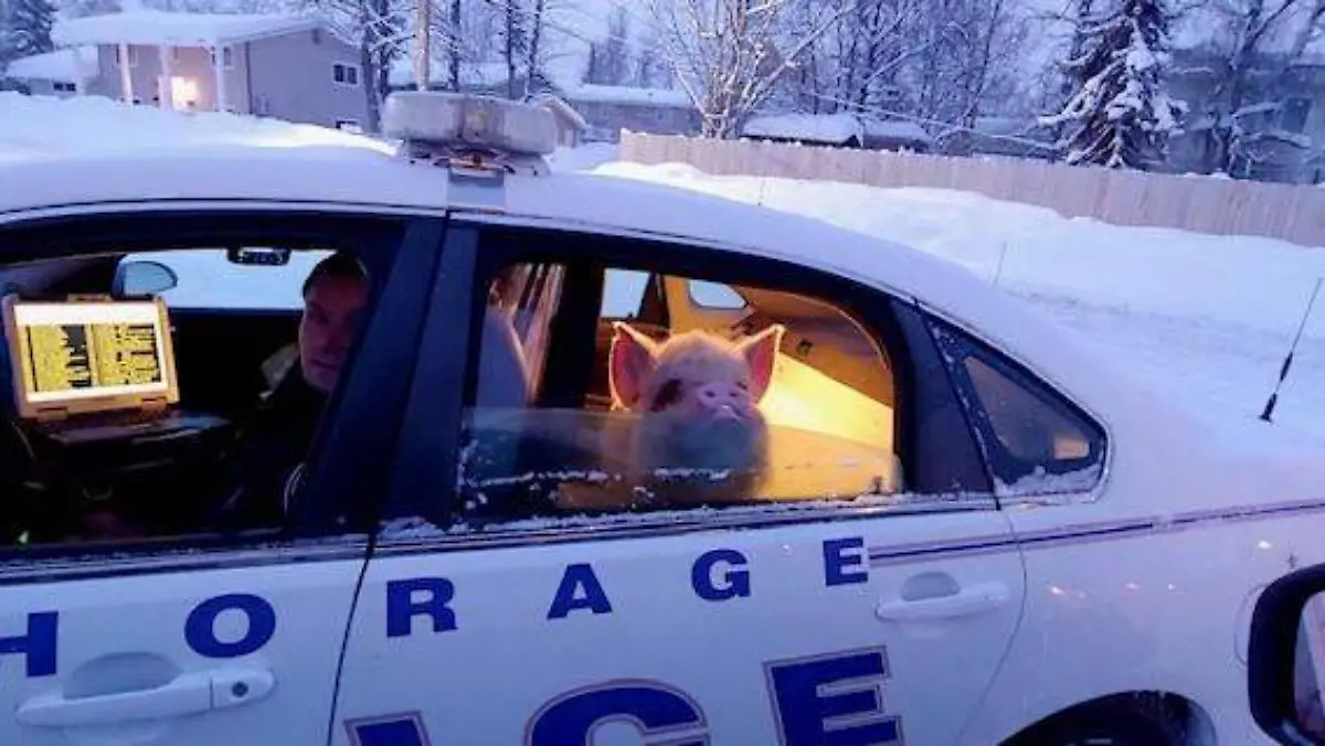 Cerdito es encontrado por la policia